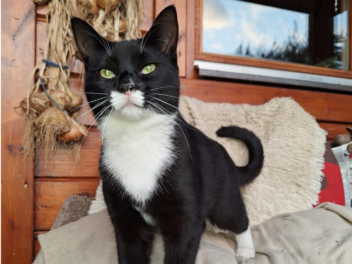 Missing in Whittington