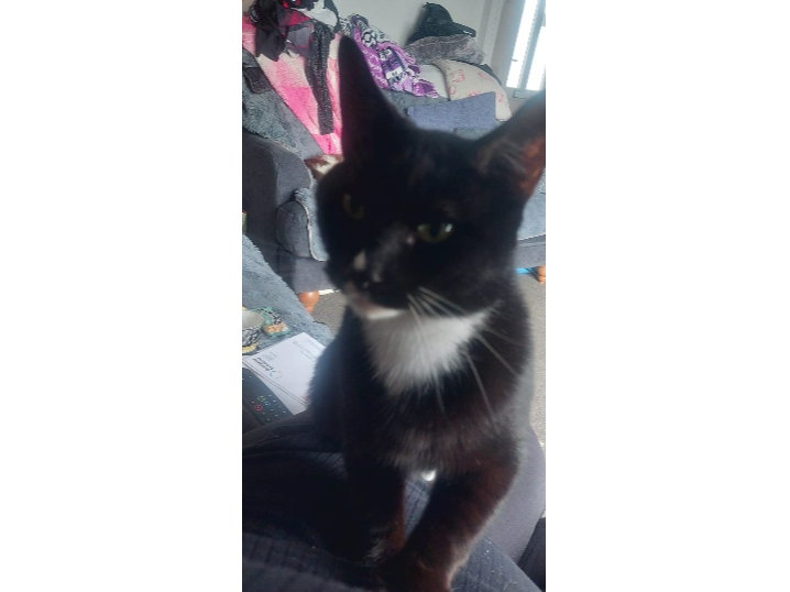 Mekko  Lost 2026.006 - Leyland Close, off Dolphin Crescent, Gosport