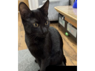 L571 - black male - DERBY