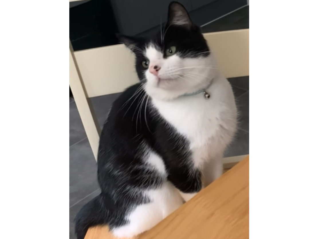 L574 - black & white male - SANDIACRE
