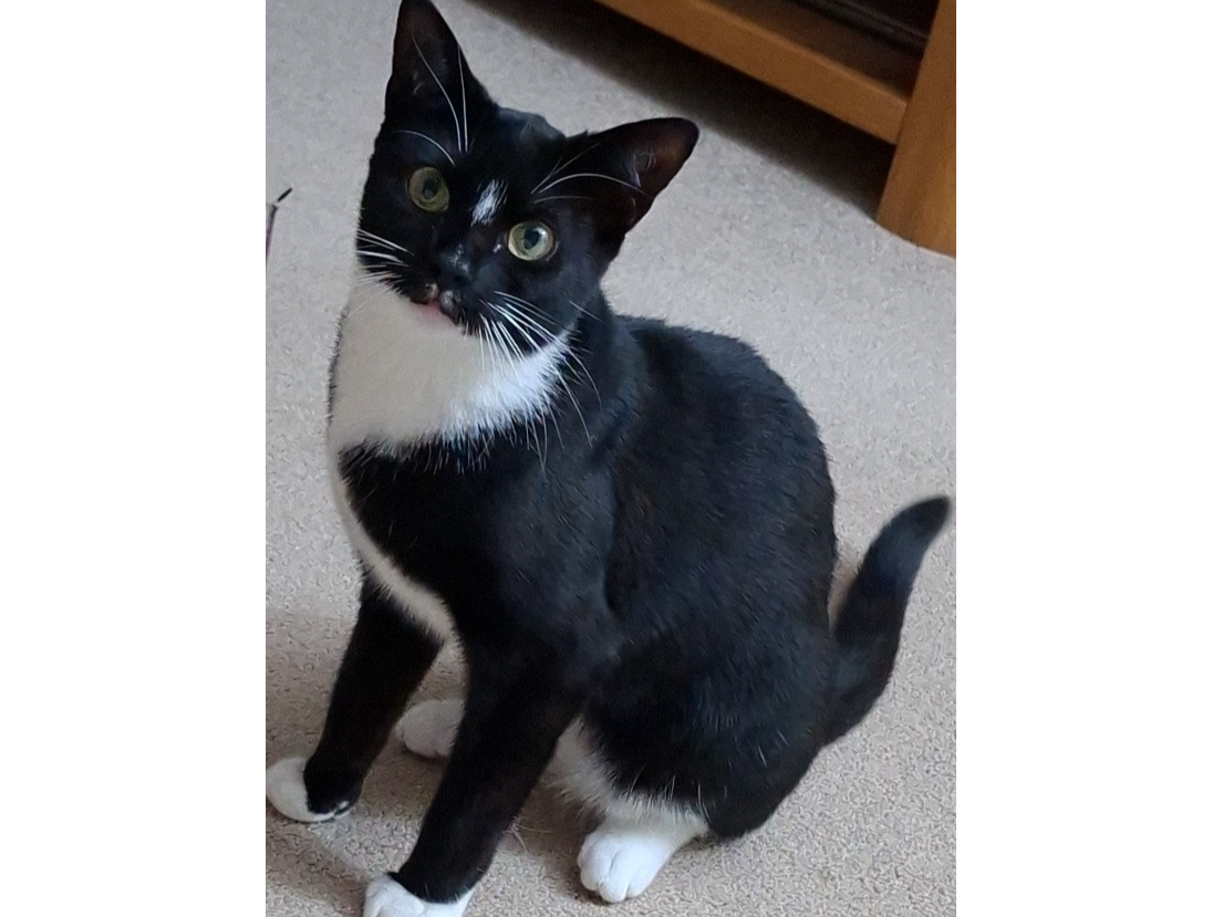 L576 - black & white female - ALVASTON