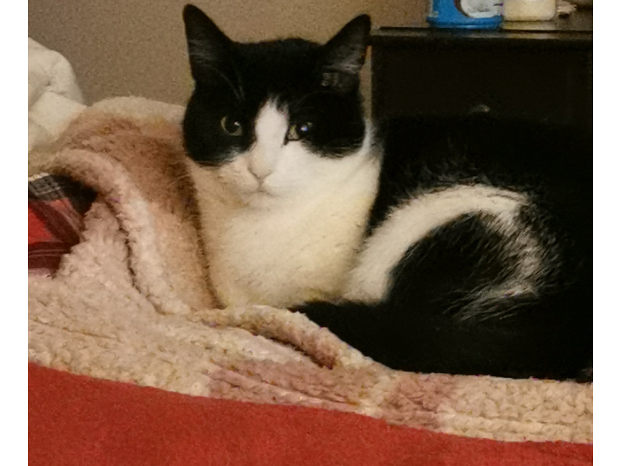 L577 - black & white female - DERBY