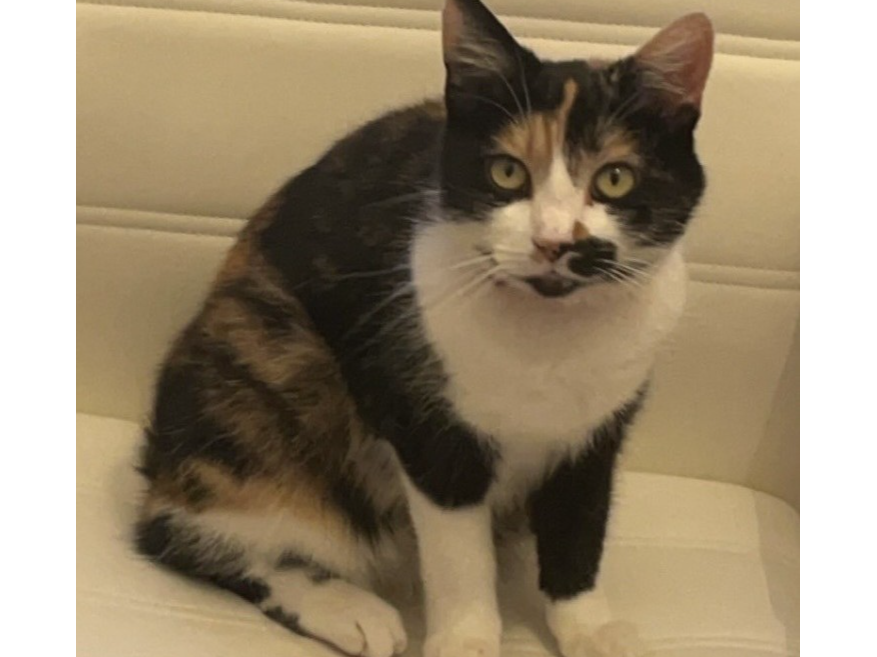 L579 - tortoiseshell & white female - ALVASTON