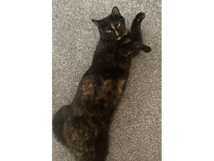 Nala  Lost 2026.010 - Tichborne Way, nr Bracklesham Rd jct, Gosport