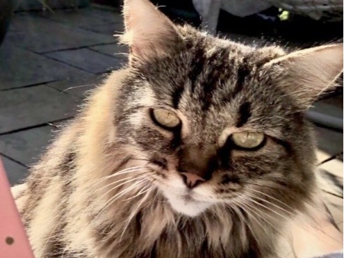 L582 - Tabby male - HORSLEY