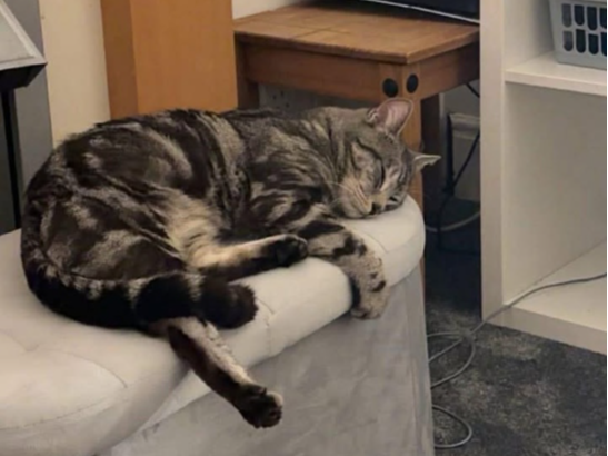 Simba  Lost 2026.011 - Trafalgar Square, off Lees Lane nr The Crossways jct, Gosport