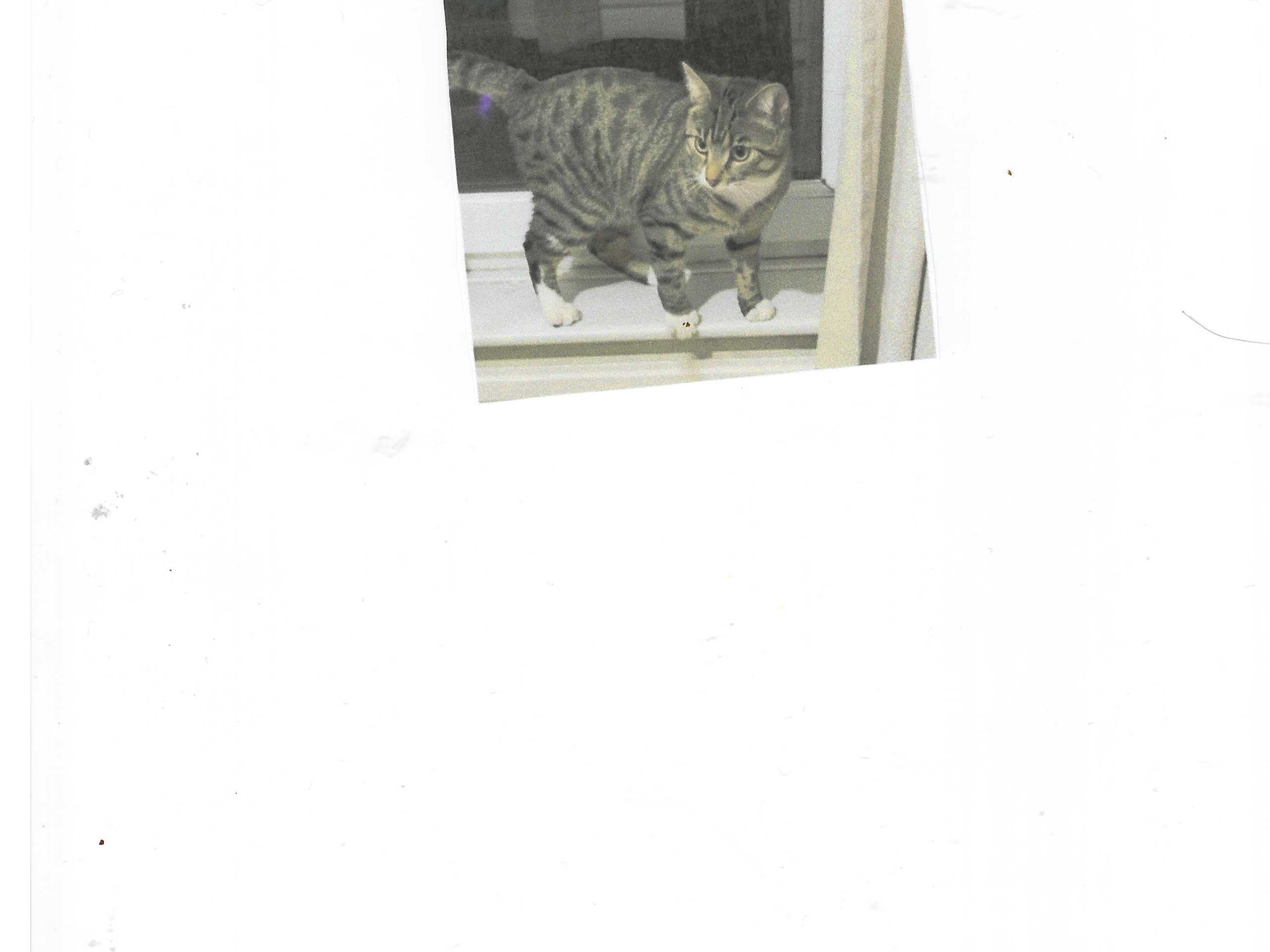 L585 - Tabby & white male - WILLINGTON