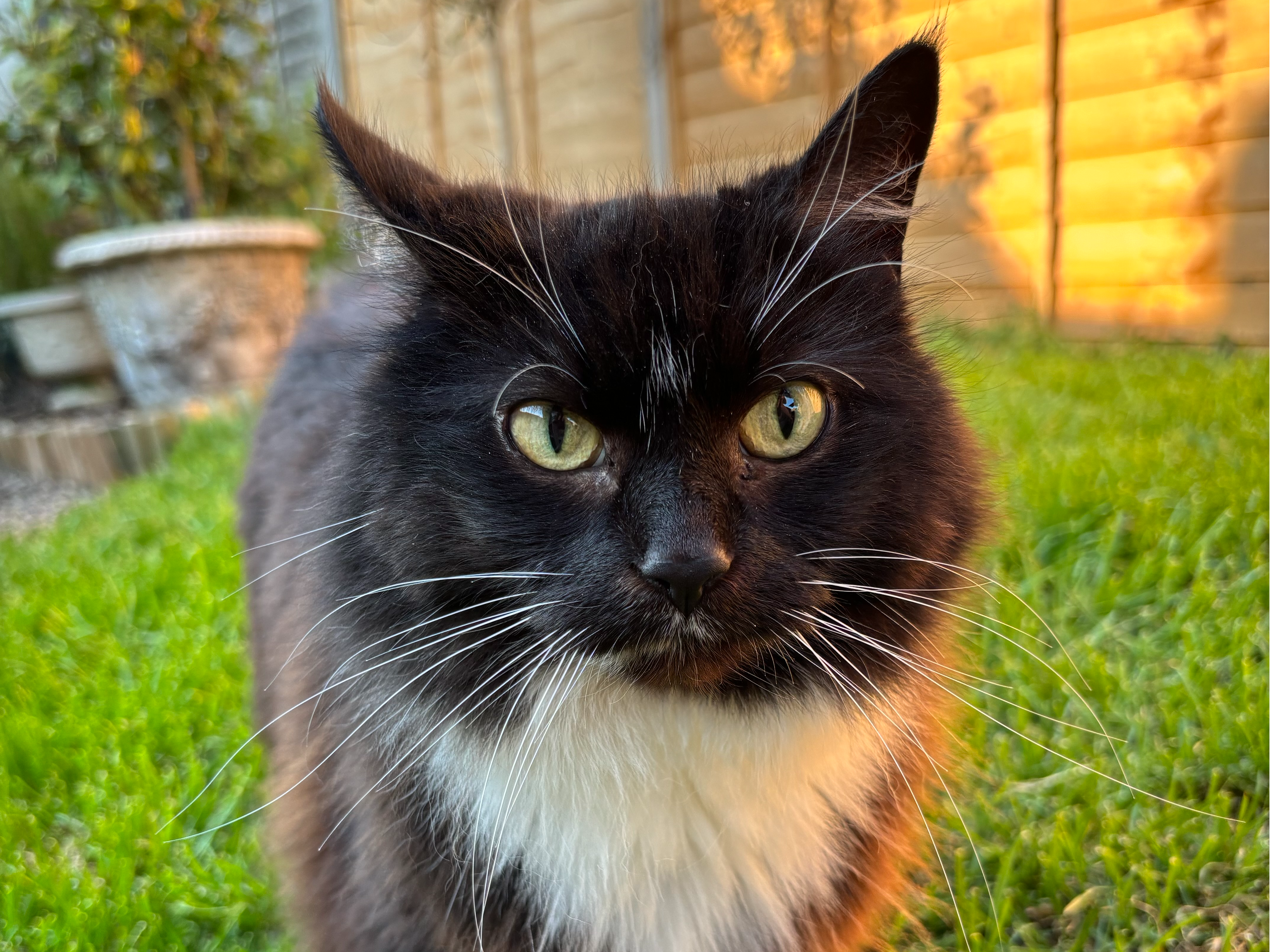 785118 Missing in Chatteris - Huntingdon Road