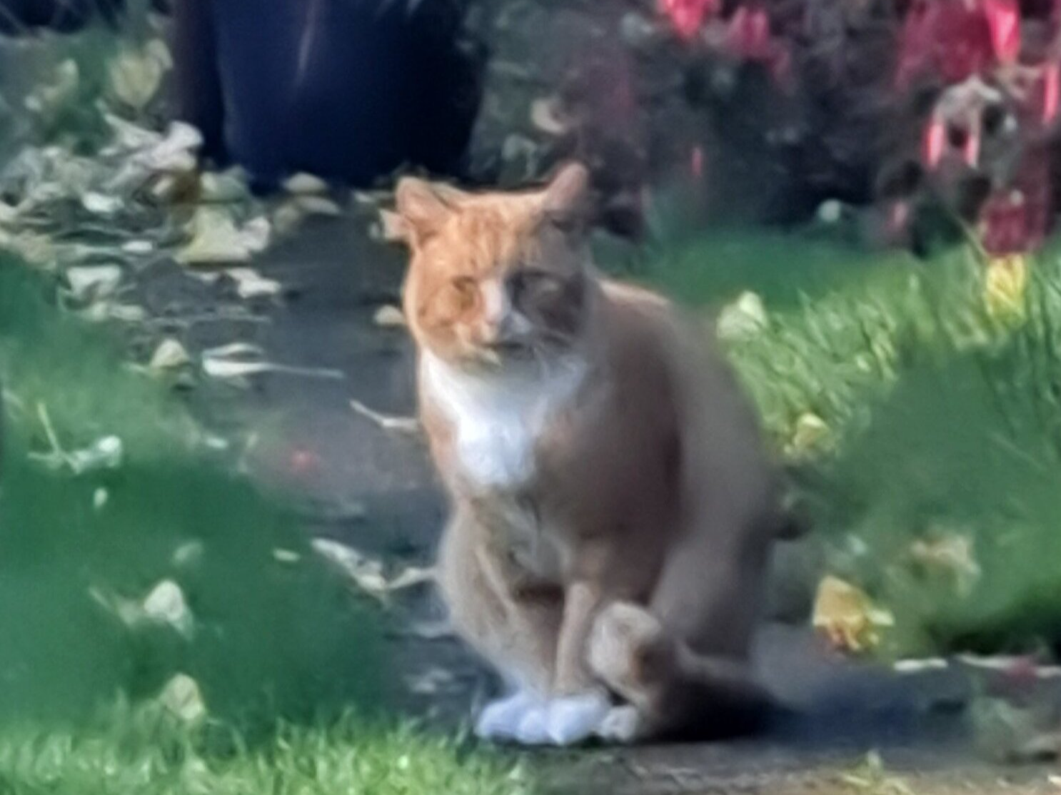 Male Ginger and White Cat