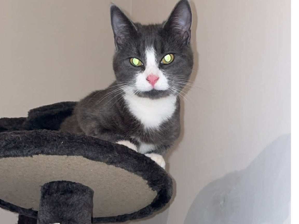 L588 - black & white male - CHADDESDEN