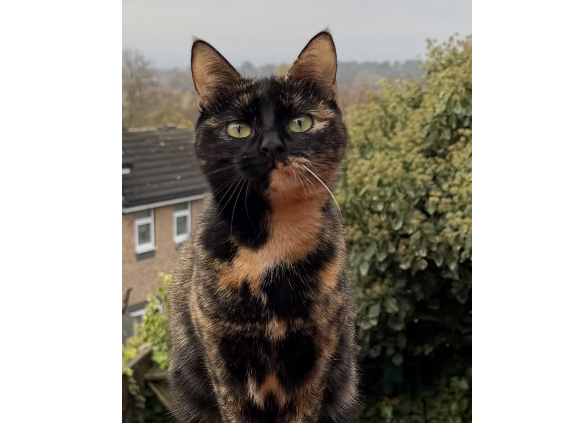 L589 - tortoiseshell female - CHADDESDEN