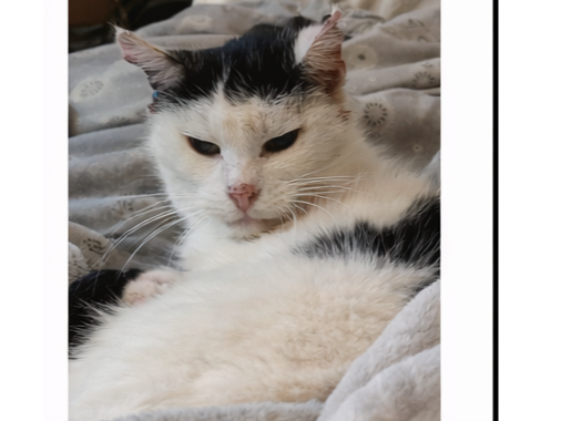 L590 - white & black female - DERBY