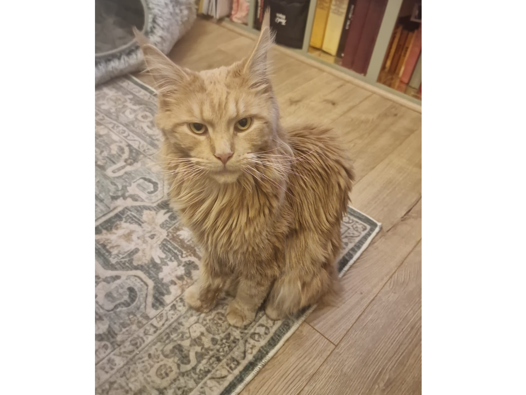 L591 -  Maine Coon female - DERBY