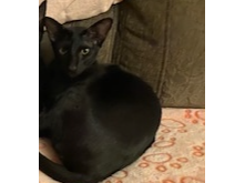 Moon Lost 2026.012 - Mandarin Way, off Howe Road, Gosport