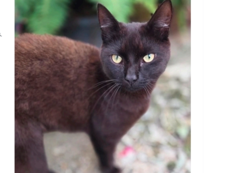 Draco, Stretten Avenue area