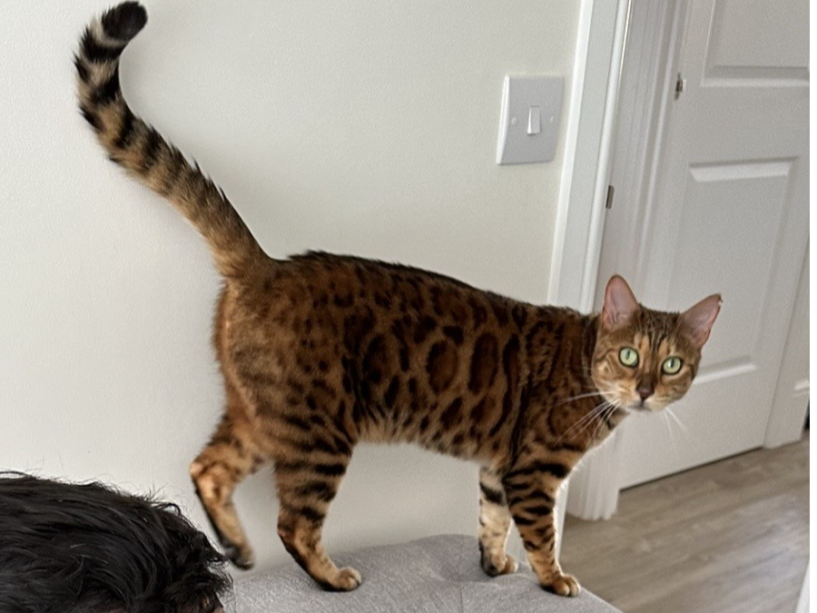 L592 - Bengal female - MICKLEOVER