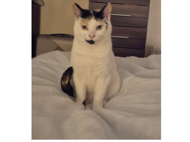 Molly Lost 2026.013 - Leesland Road, nr Norman Rd jct, Gosport