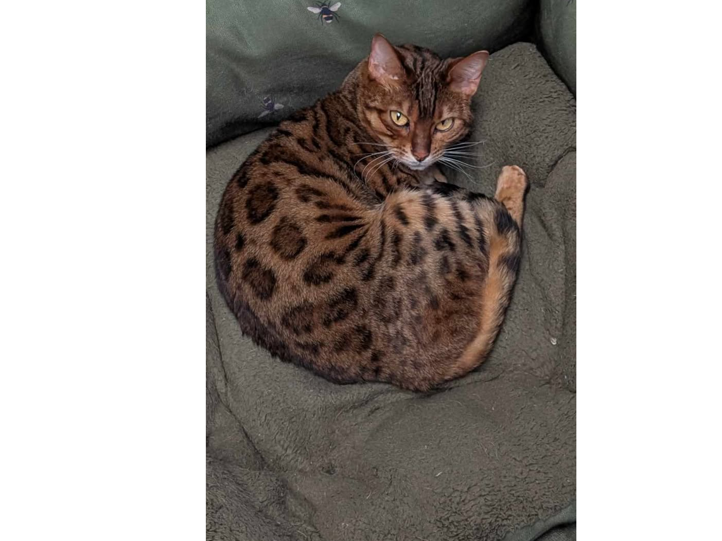 Bengal Cat