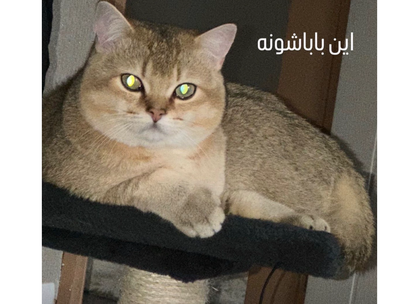 L594 - British shorthair male - SINFIN