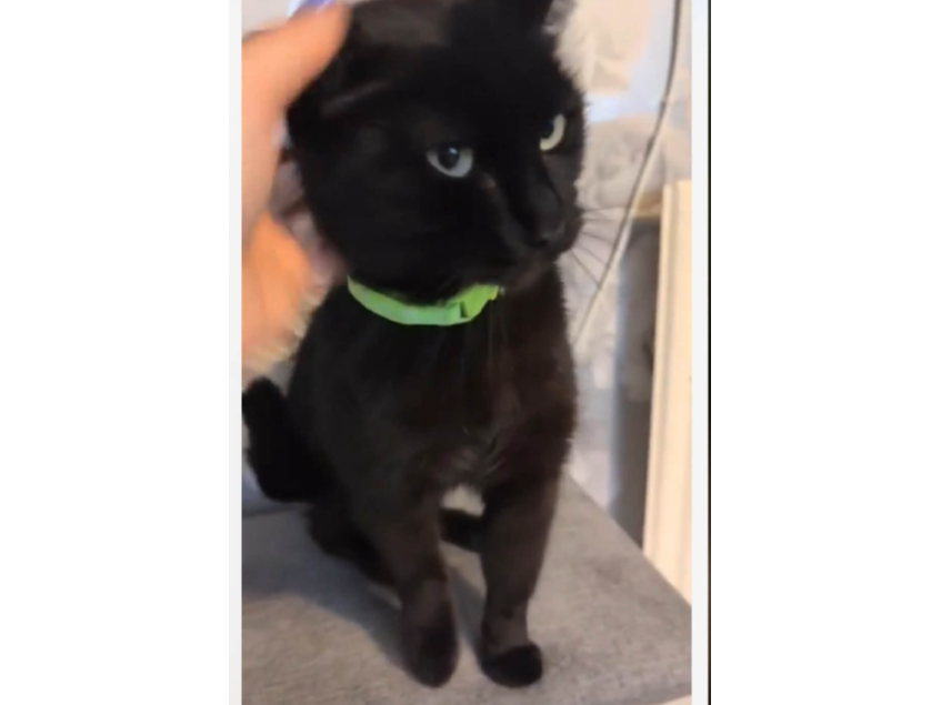 Micky Lost 2026.014 - Elmhurst Rd, nr jct with Sydney Rd, Gosport