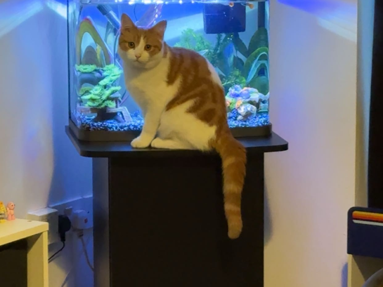 L596 - ginger & white male - ALVASTON