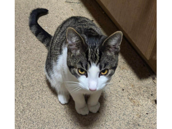 Luther Lost 2026.018 - Ensign Drive, (Spinnaker Cl end), off Grange Road, Gosport