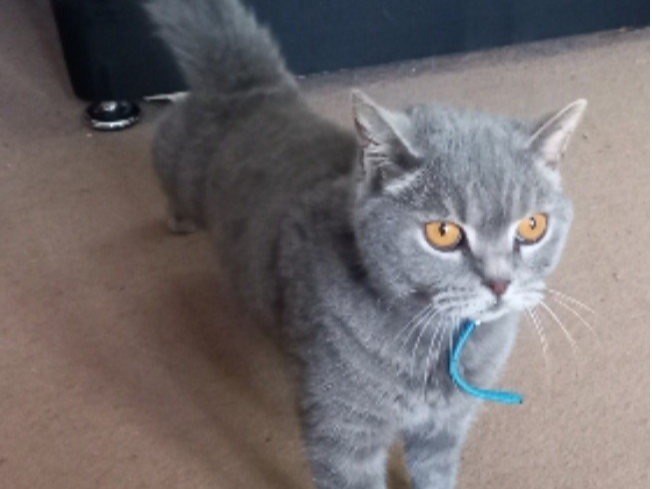 Missing from Tipps End/Welney area.