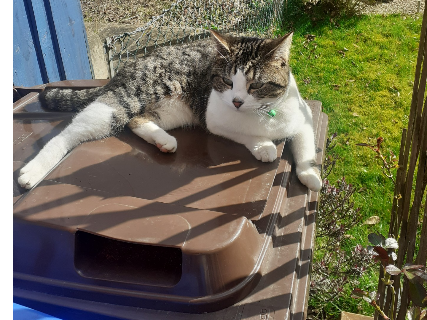 L599 - tabby & white female - DERBY