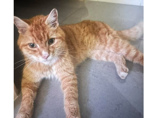 Baxter Lost 2026.021 - Nursery Lane (between Seaton Cl and Cremyll Cl), Stubbington