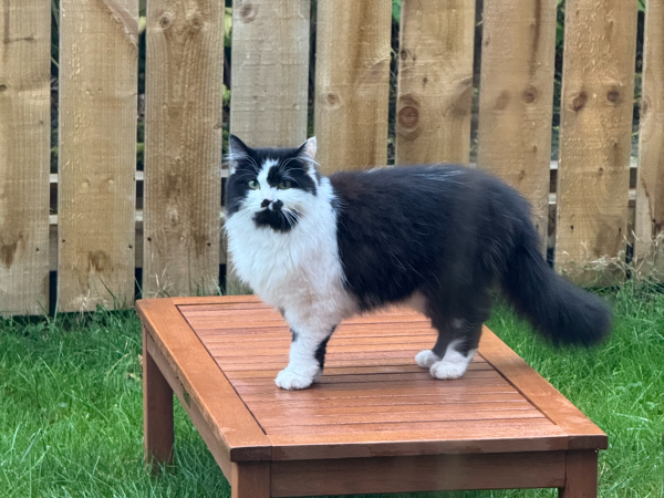 Lost cat, Hexham (NE46)