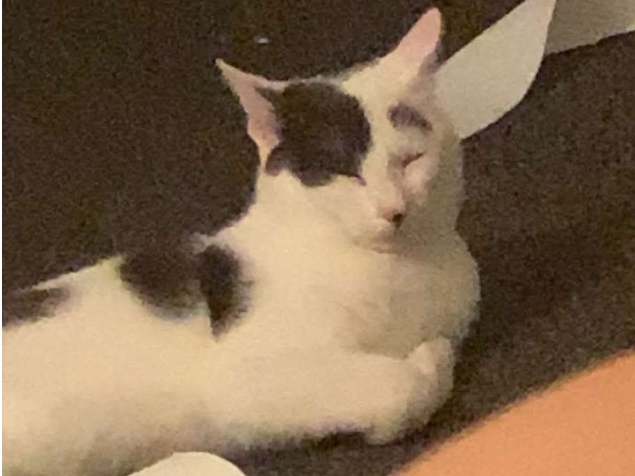 L600 - white & black male - DERBY