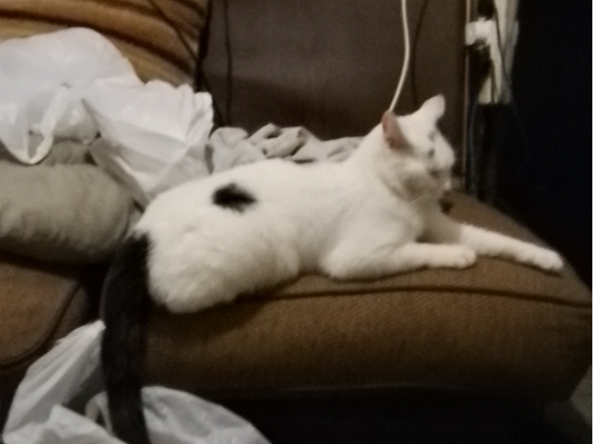 L601 - white & black male - ALVASTON