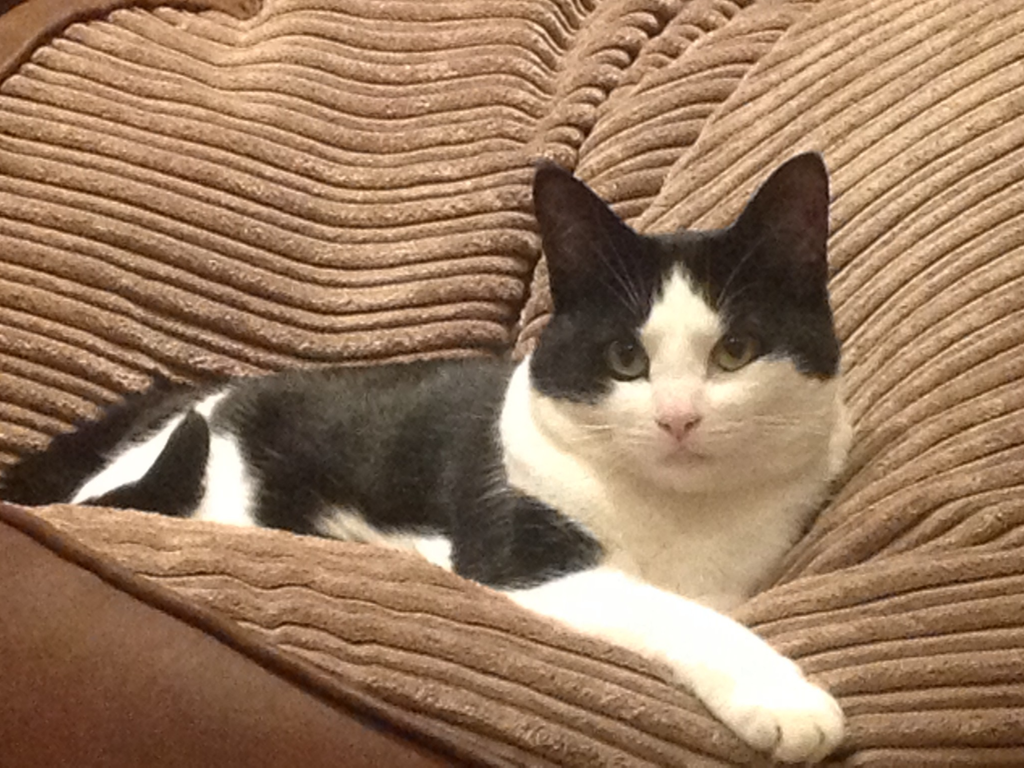 410320 - Missing in Downham Market