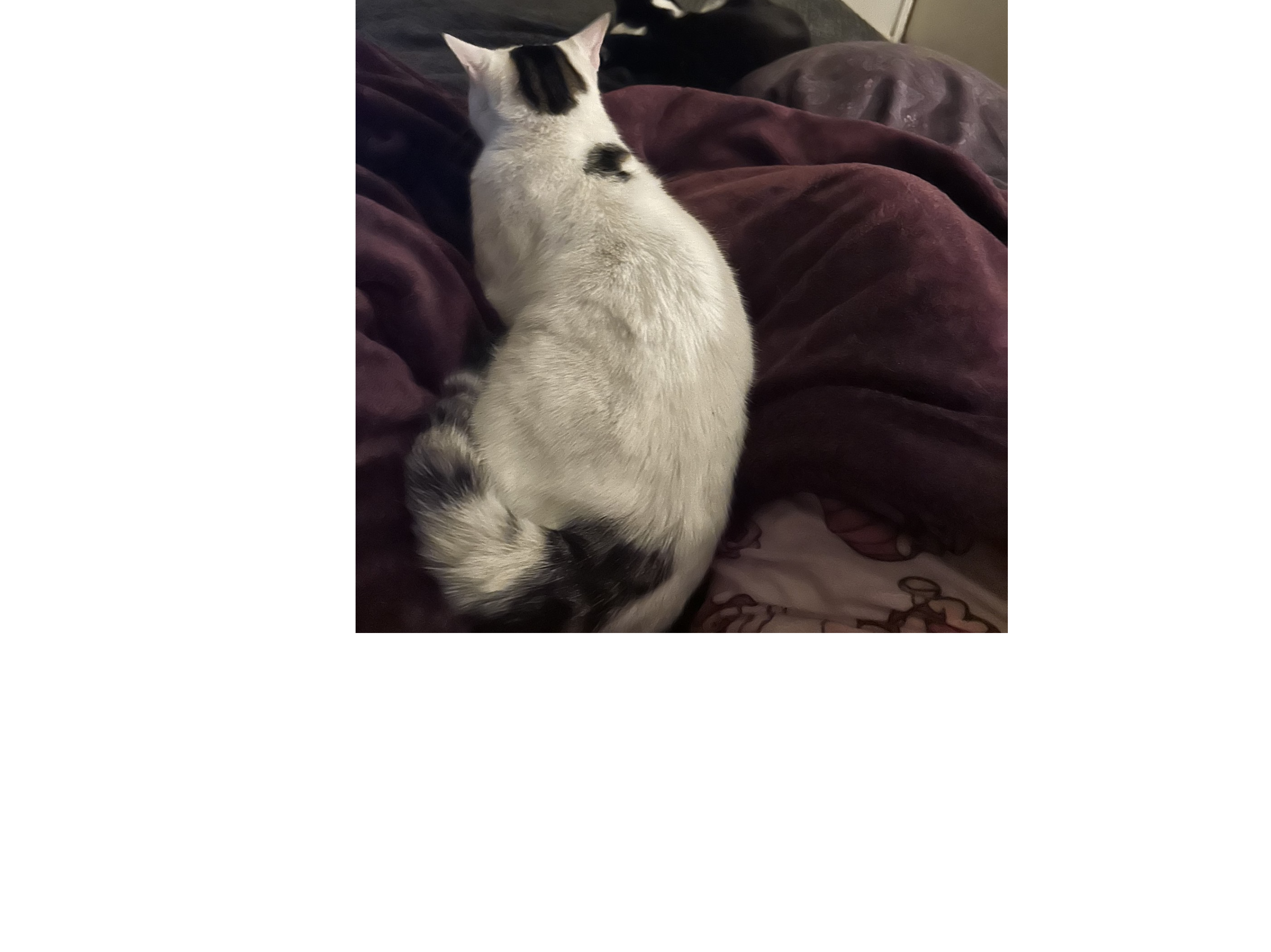 L603 - White, brown & black male - ALVASTON