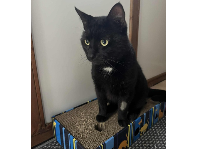 Travis Lost 2026.021 - High Street, Lee on Solent (behind the Seafire Taproom and near jct with Manor Way)