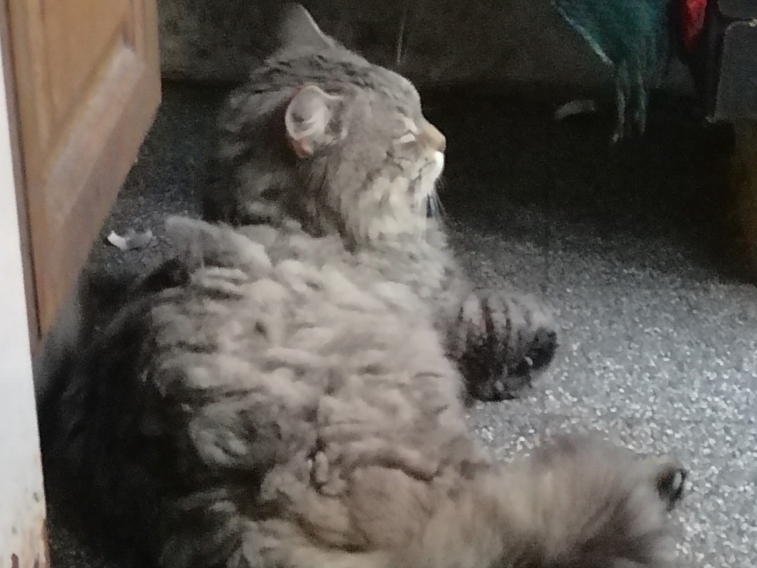 L604 - grey male - DERBY