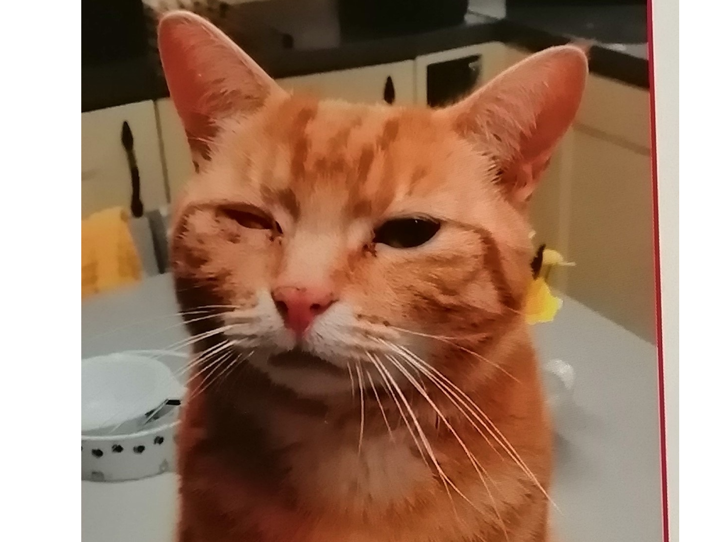 Missing in Kings Lynn - Holcombe Ave/Extons Rd