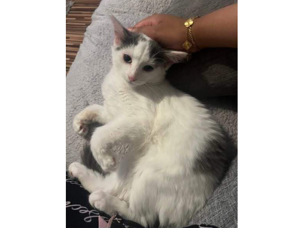 Loki