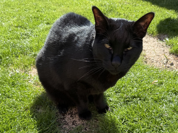 Missing cat in Ashington (NE63)