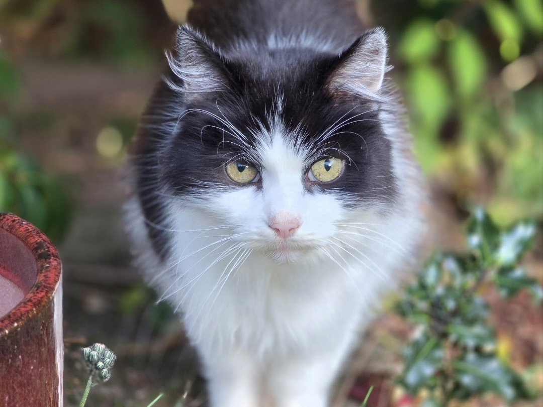 L606 - black & white male - DERBY