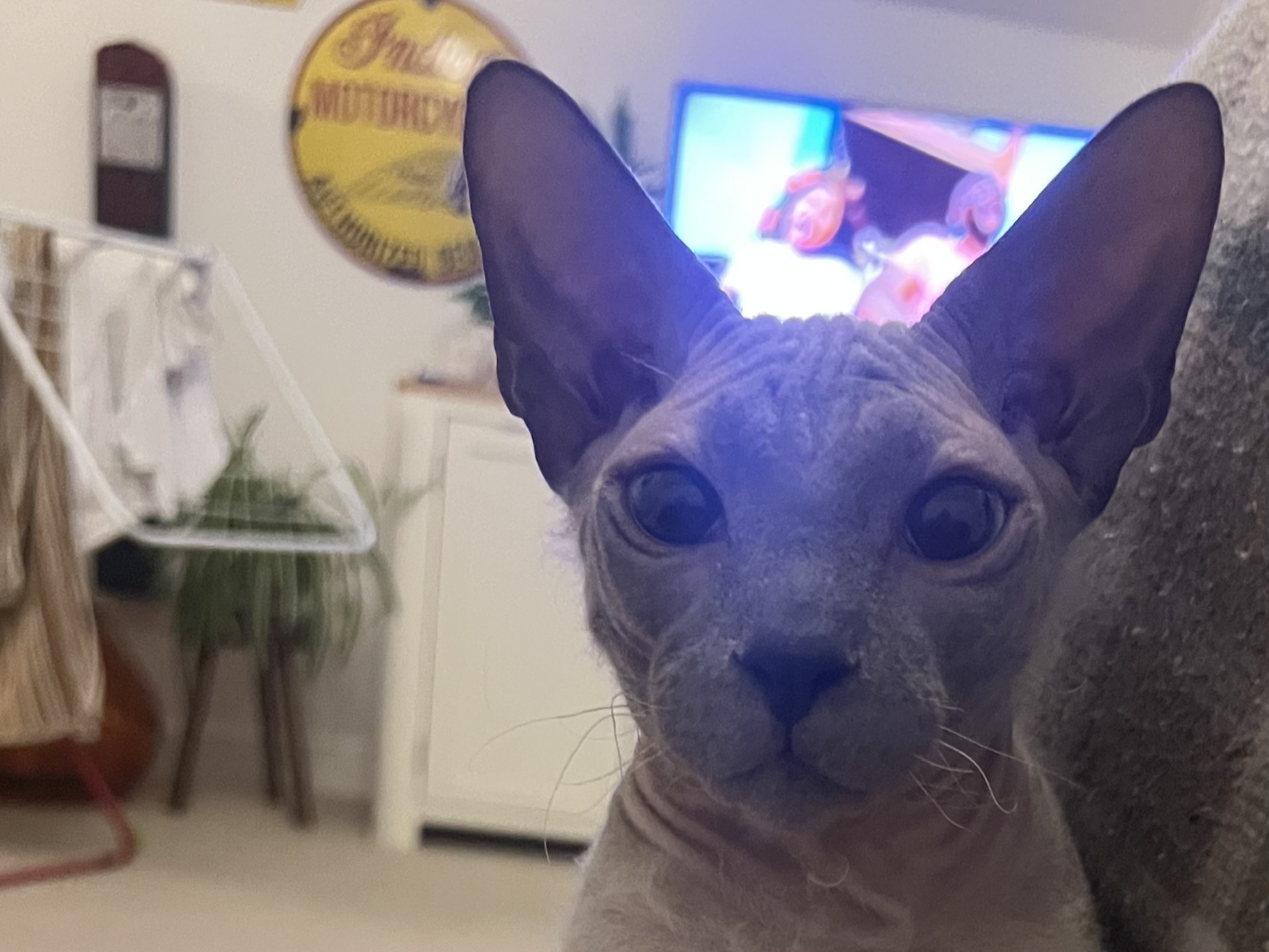 Sphinx