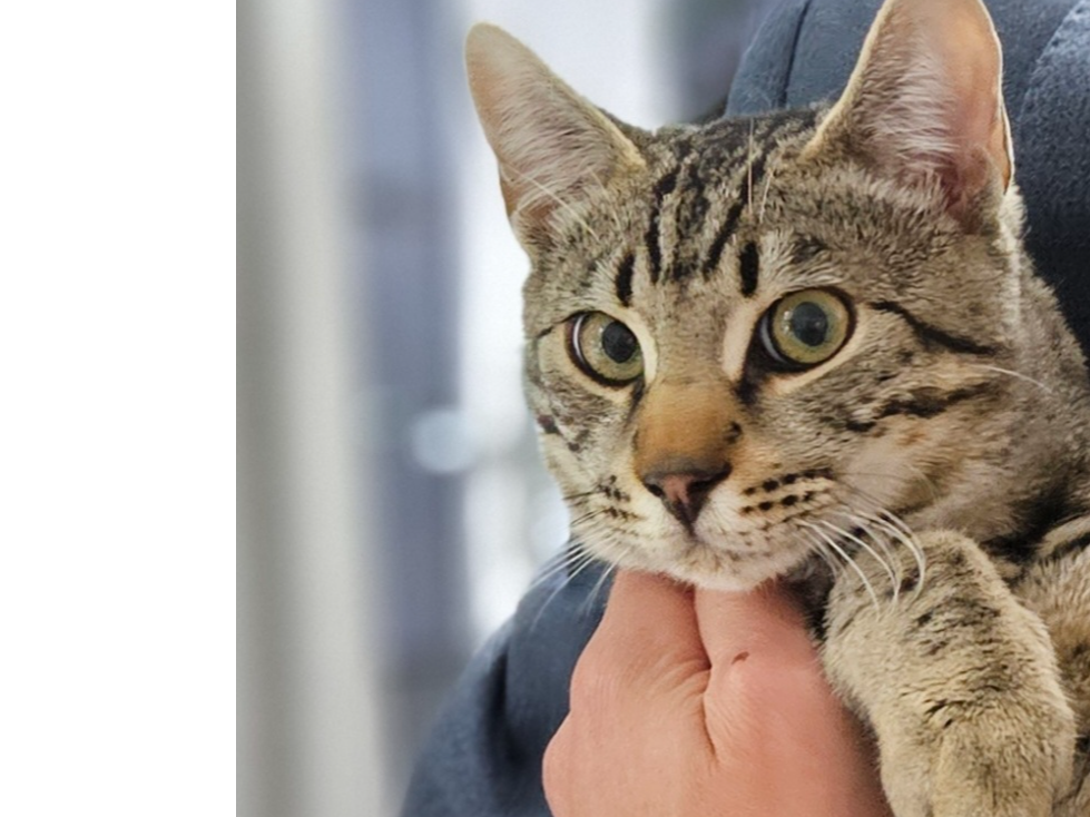 Tiggi