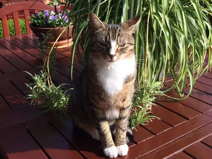 Suki