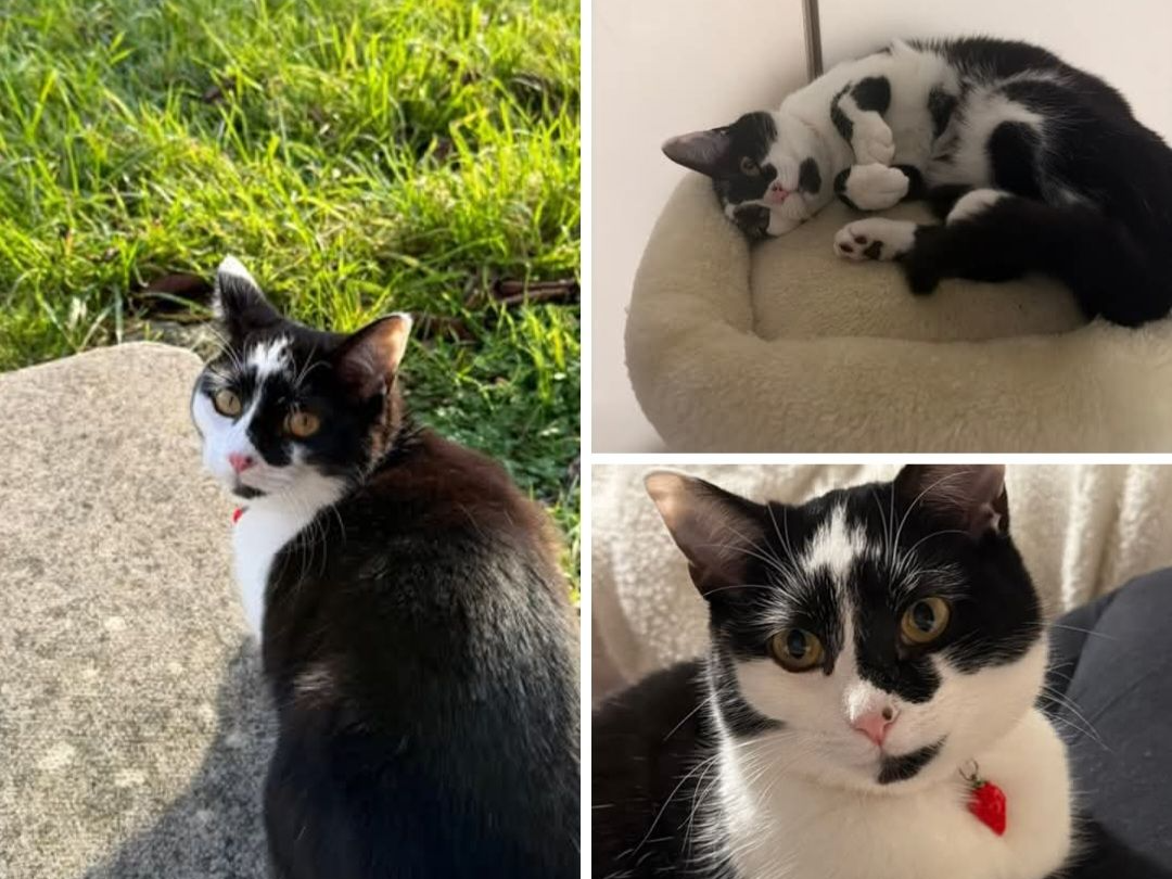 Cookie - missing Glastonbury