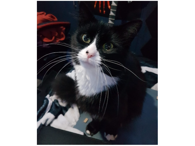 Ozzy  Lost 2026.023 - Ashley Court, Lees Lane (opposite Sanderson Centre), Gosport