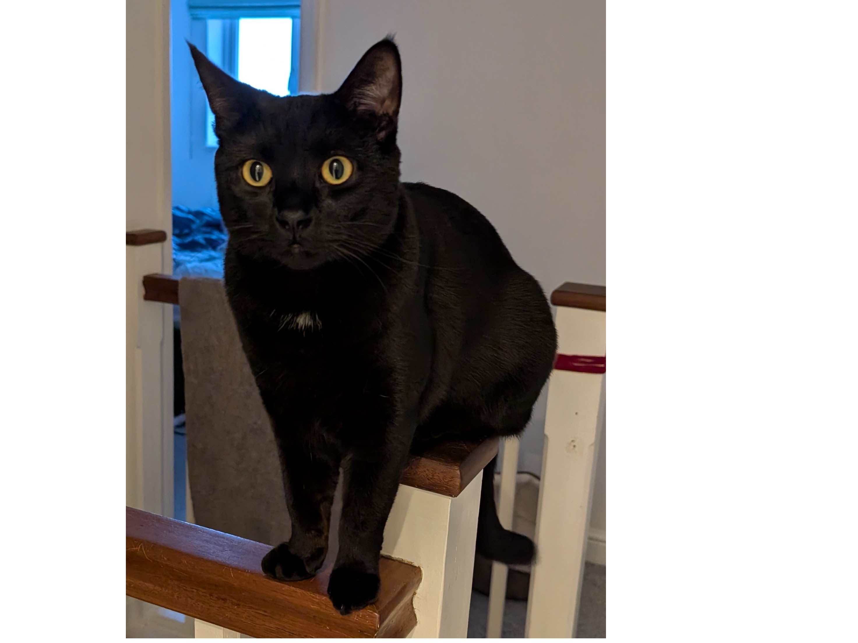 L 608 - Black with a little white- BELPER