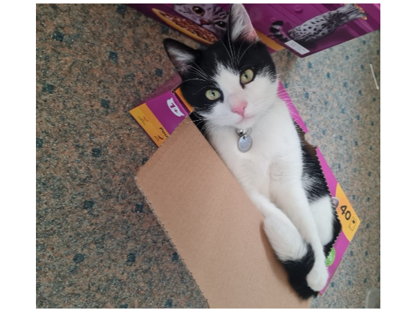 Otis  Lost 2026.024 - Handley Rd, between Mortimer Road and Cambridge Rd, Gosport