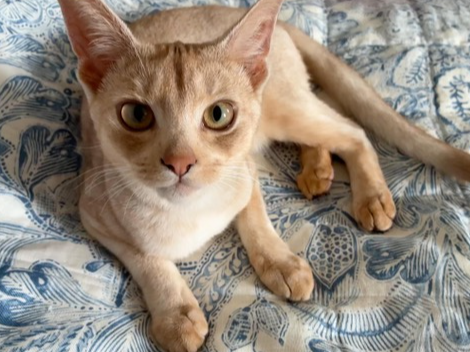 Ivo