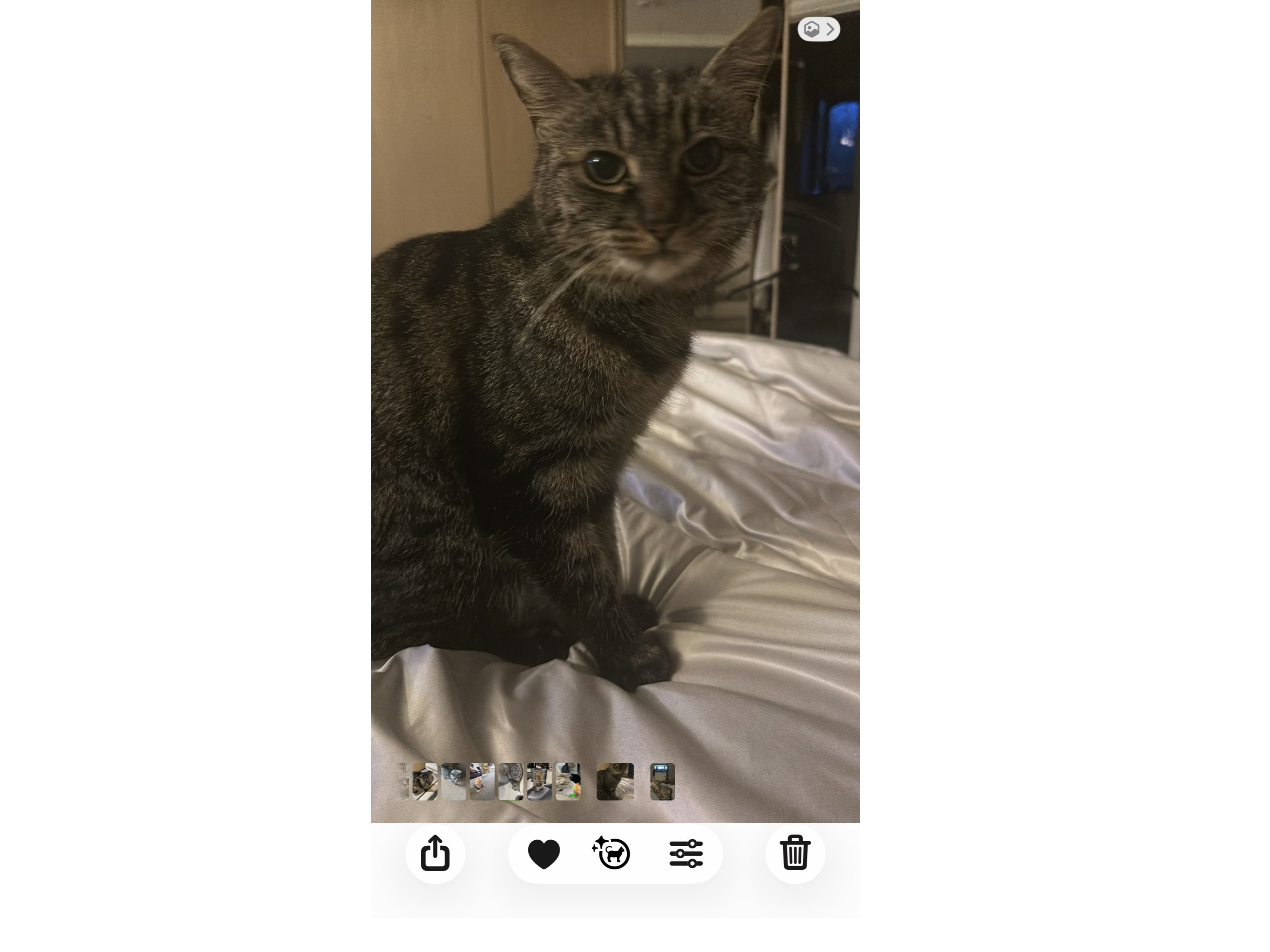 L612 - tabby female - ALVASTON