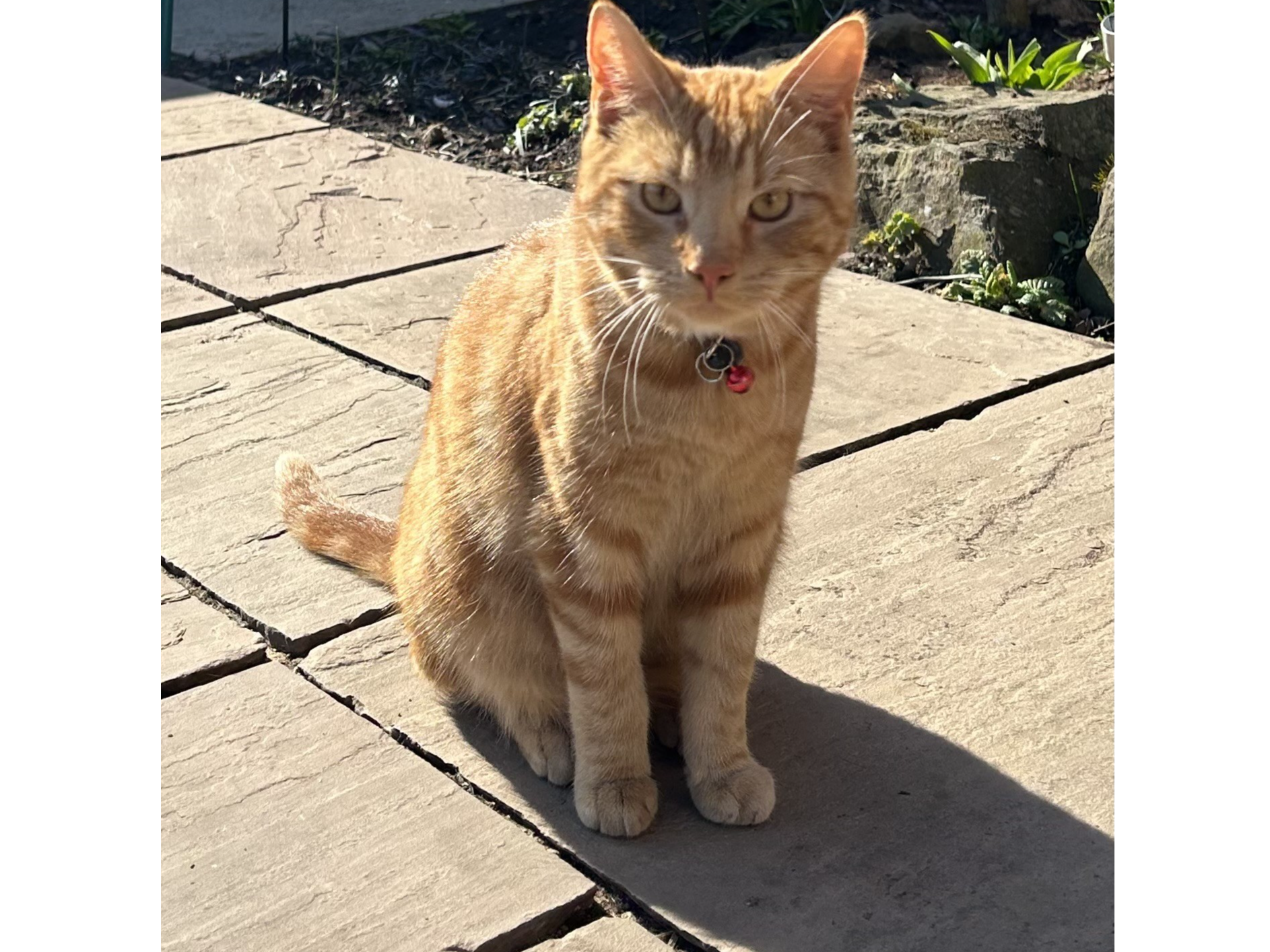 L614 - ginger male - CHESTERFIELD